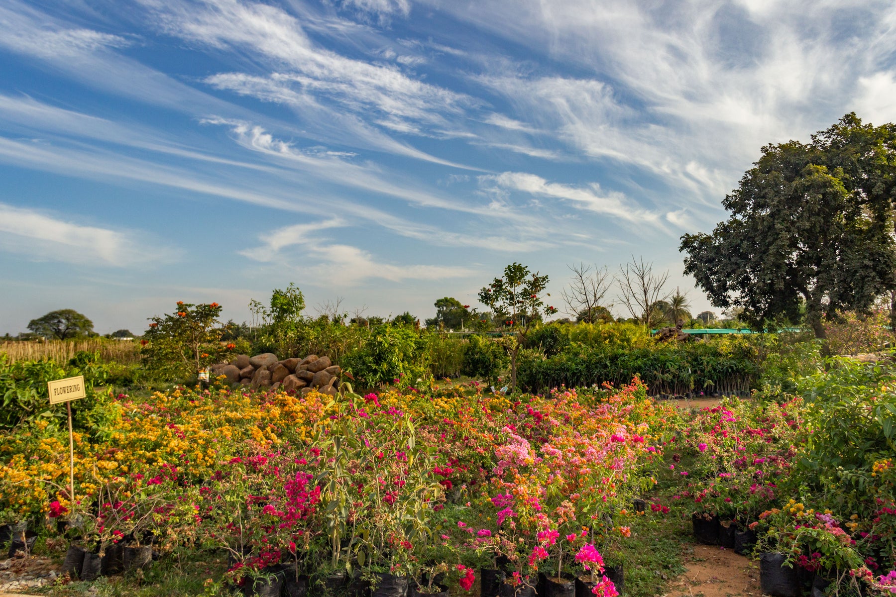Our impact in Kanha Shanti Vanam
