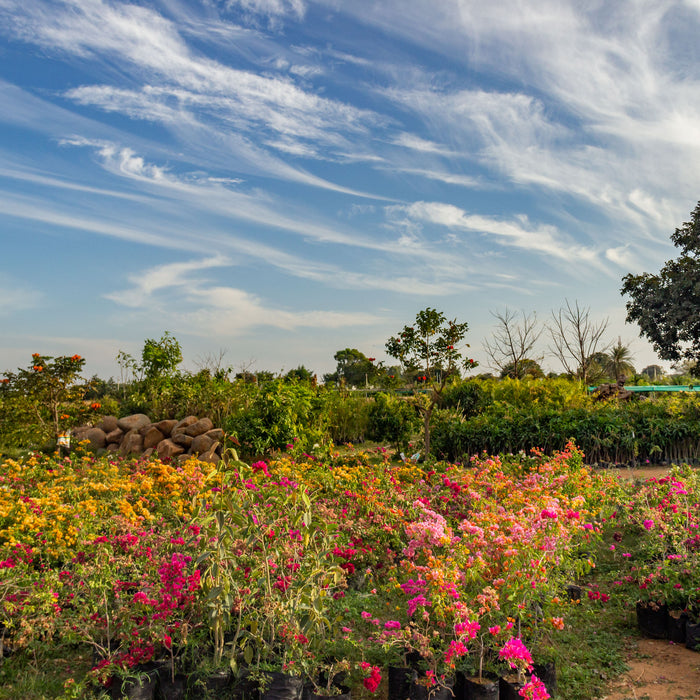 Our impact in Kanha Shanti Vanam