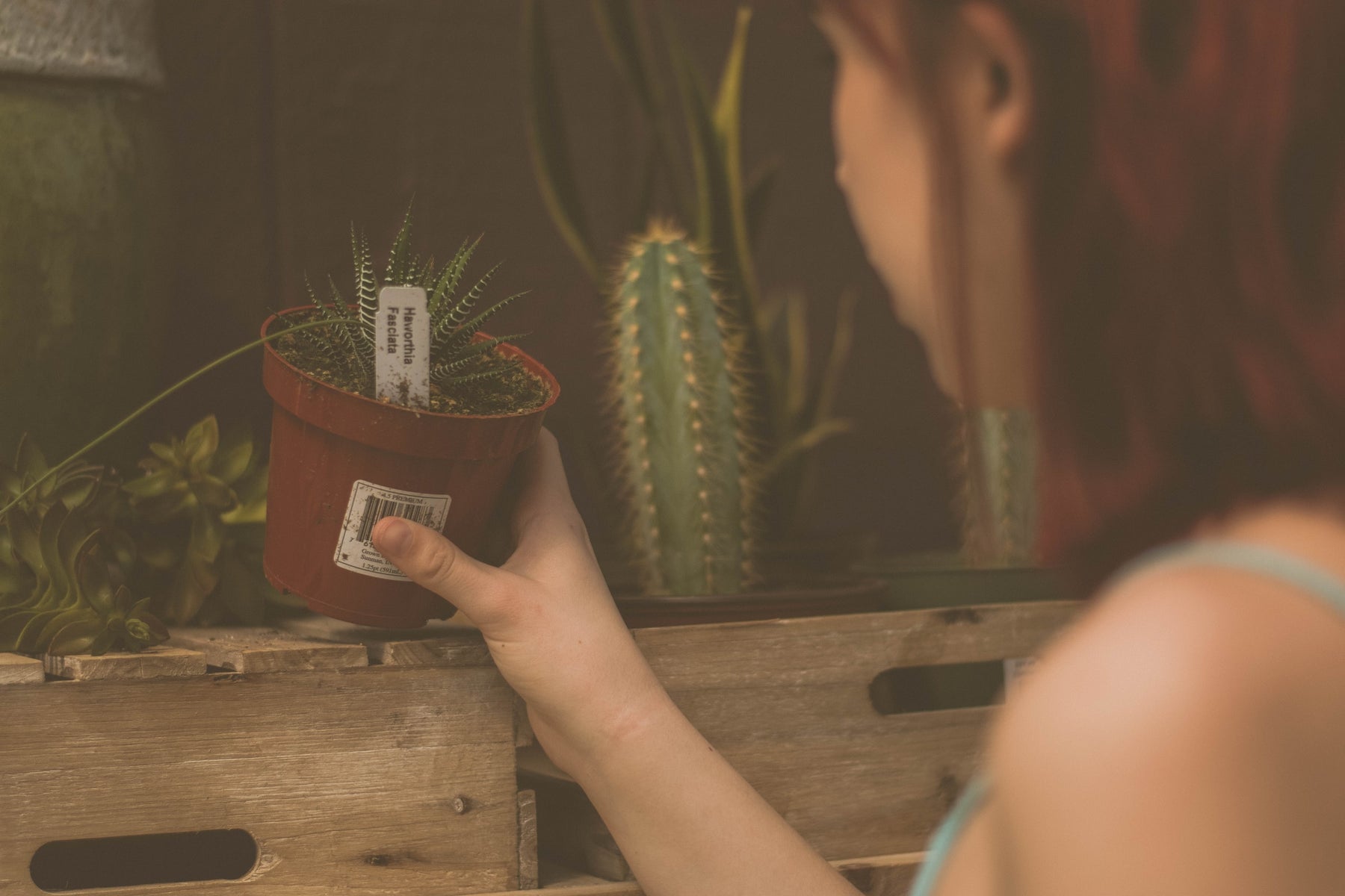 Plant Selection
