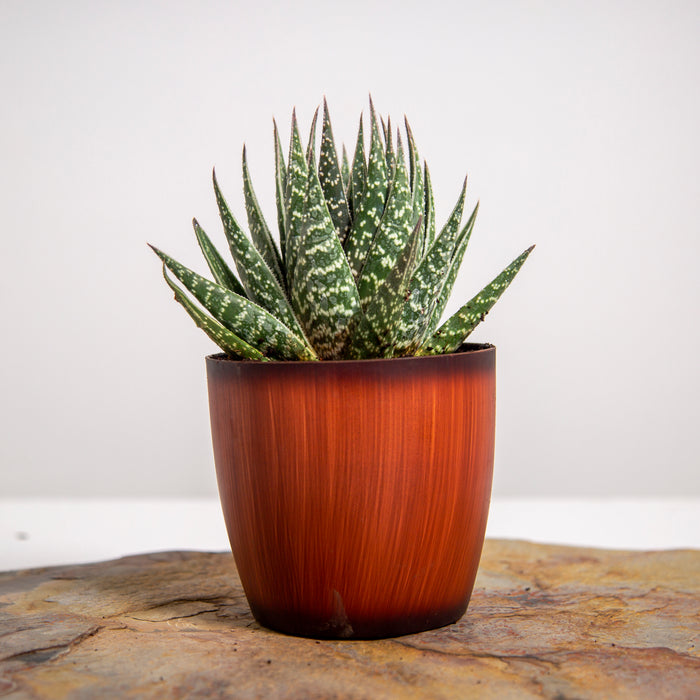 Aloe Tiki | Gasteria verrucosa cross Aloe