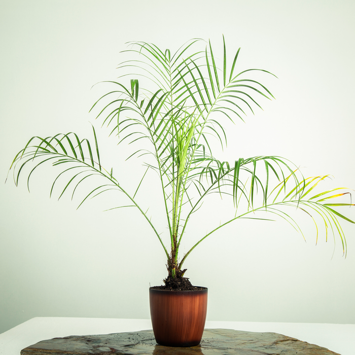 Phoenix Dwarf Palm