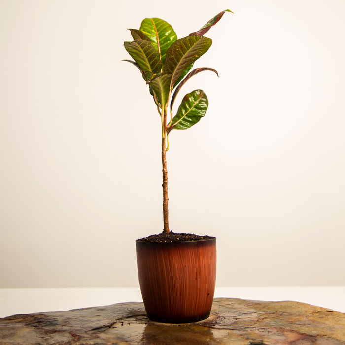 Zanzibar croton | Codiaeum variegatum zanzibar