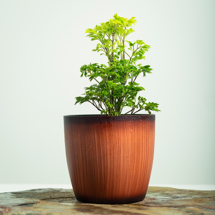 Aralia golden | Polyscias fruticosa
