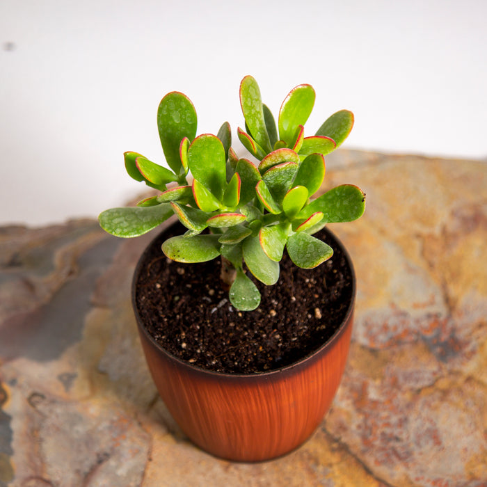 Crassula ovata lucky jade Hummel's Gold