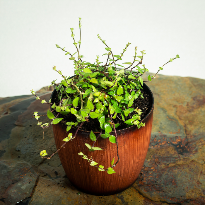 Callisia 'Itsy Bitsy Inch' green | Callisia repens