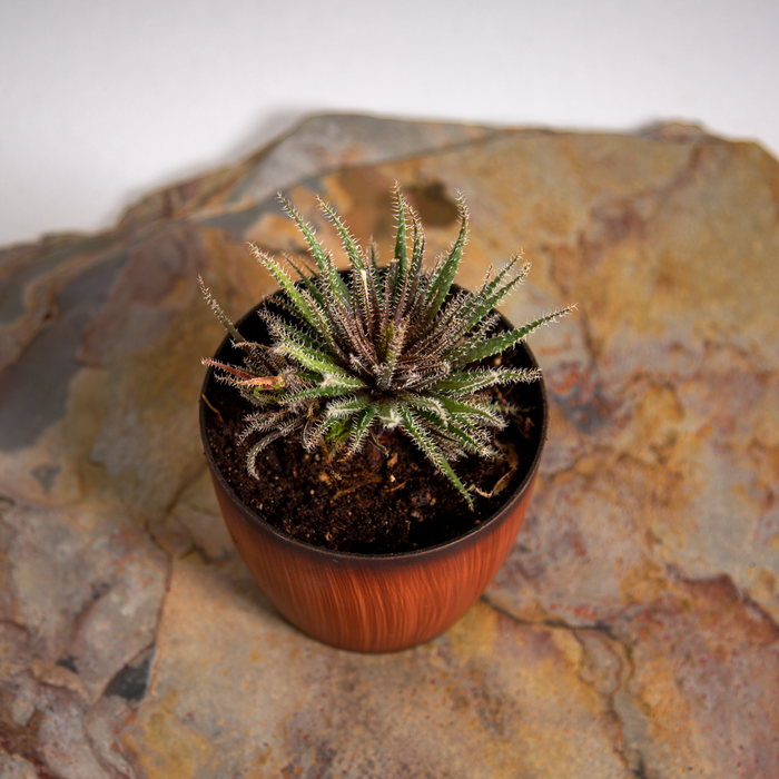 Aloe haworthiodes