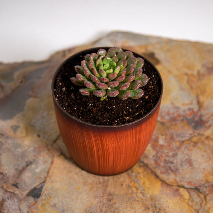 Sedum pink ruby