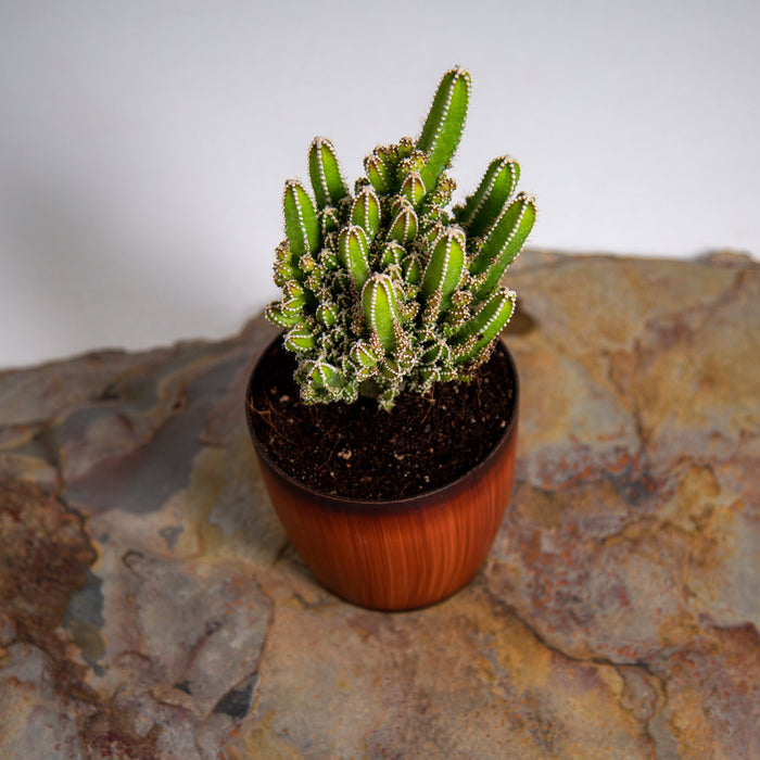 Sweet potato Cactus | Cereus 'Florida' (Monstrose Mini)