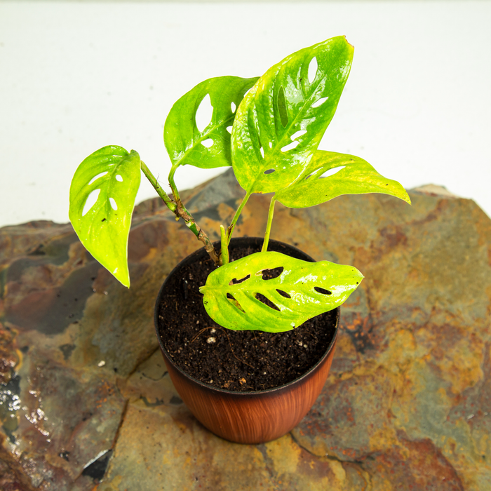 Swiss Cheese plant