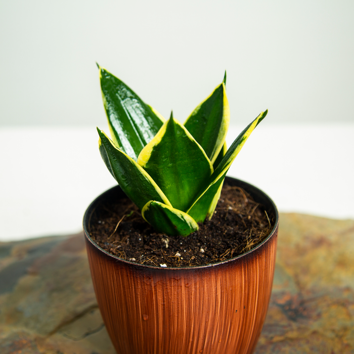 Sanseveria Hahnii 'Gilt Edge'