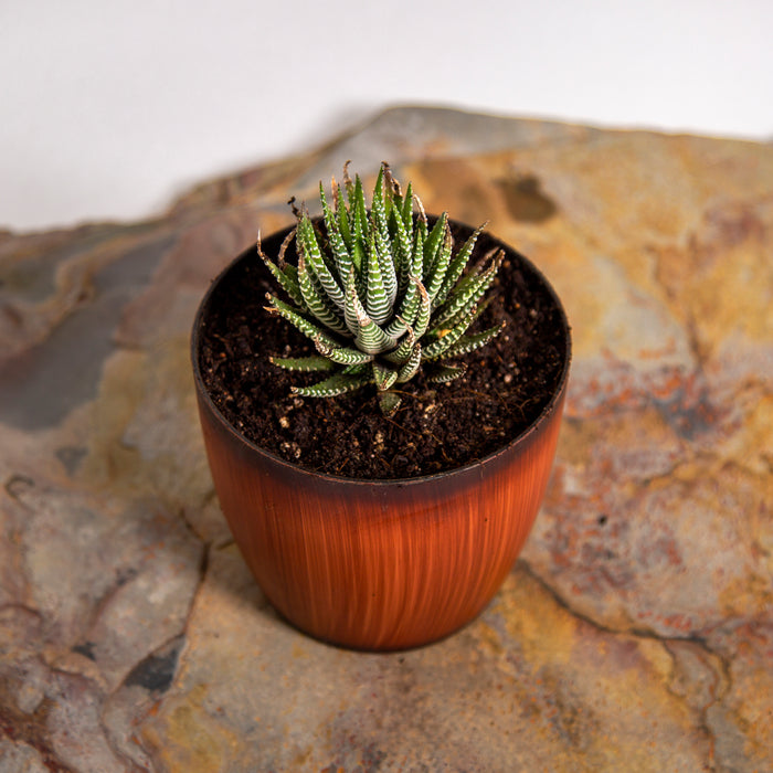 Zebra Wart / Aloe Reinwardtii