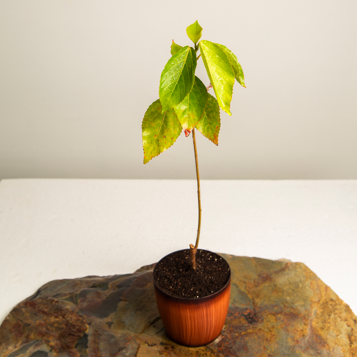 Copperleaf | Acalypha wilkesiana