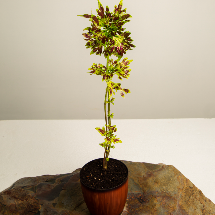 Painted Nettle | Coleus scutellarioides
