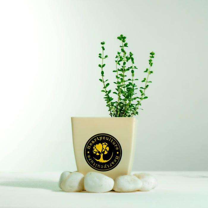 Marwa | Marjoram - Origanum majorana