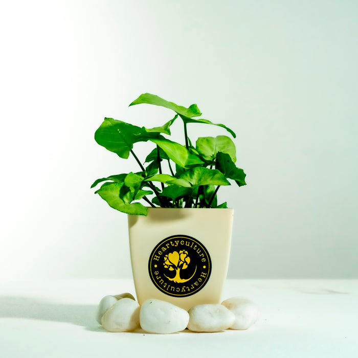Syngonium Butterfly | Syngonium podophyllum