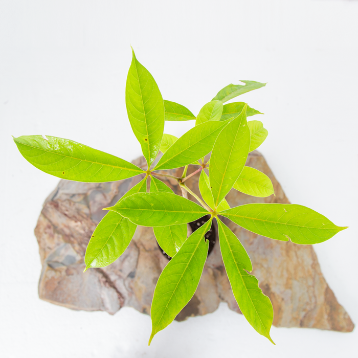 Silk cotton tree | Bombax cieba