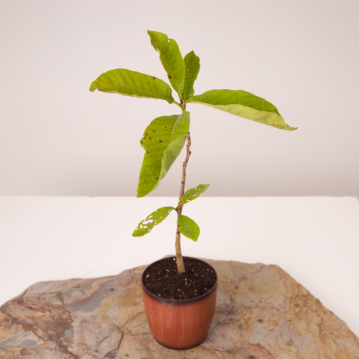 VNR guava | Psidium Guajava