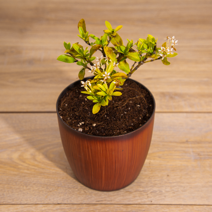 Ixora new white