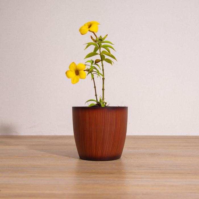 Allamanda yellow dwarf | Allamanda neriifolia
