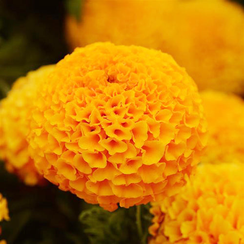 African Marigold F2 Orange_Biocarve