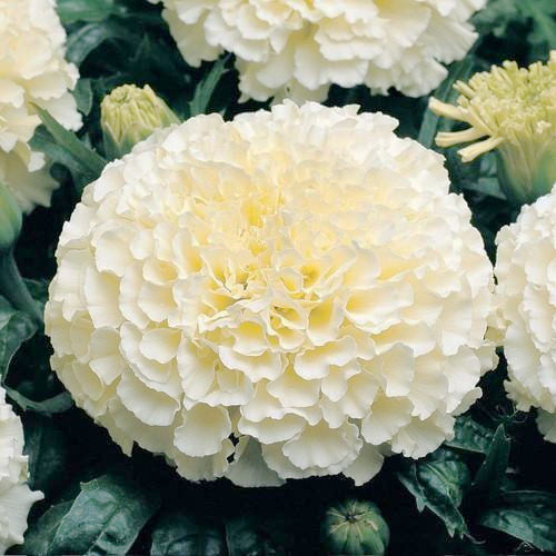 African Marigold F2 White_Biocarve