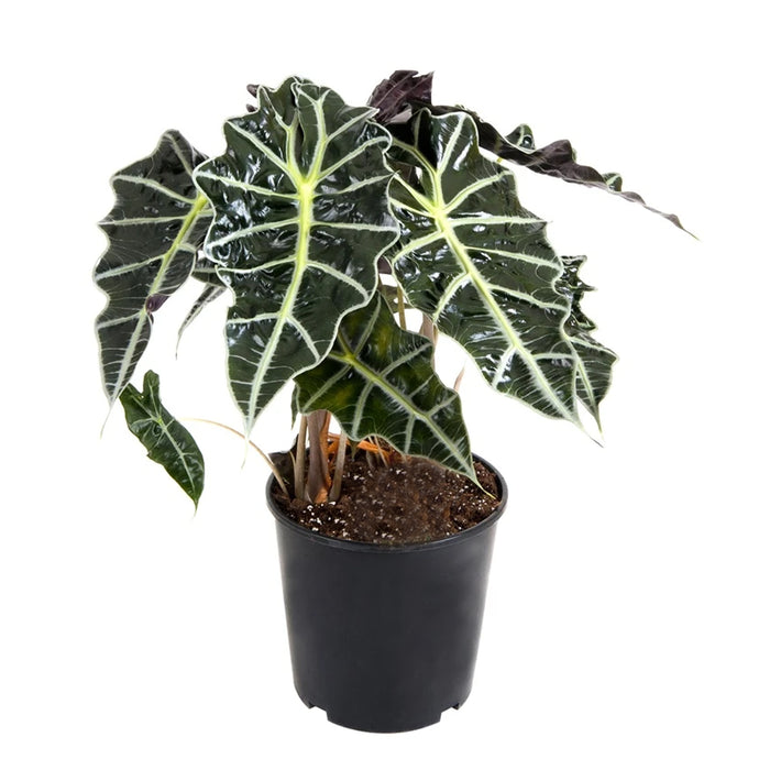 Alocasia pola