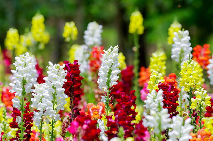 Antirrinum Tom Thumb Mix_Biocarve