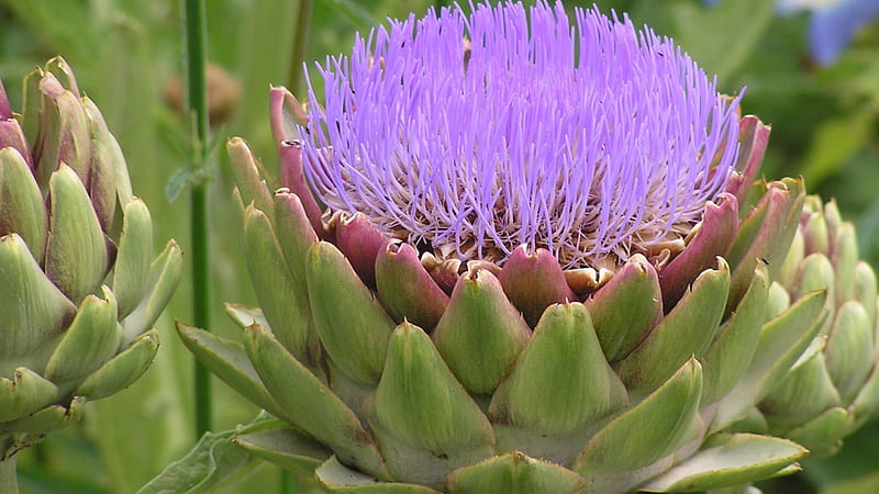 Artichoke_Biocarve