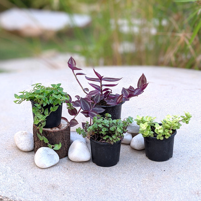 Attractive hanging basket | Callisia 'Itsy Bitsy Inch' green, Creeping Inch Plant, Wandering jew, Tangled Hearts
