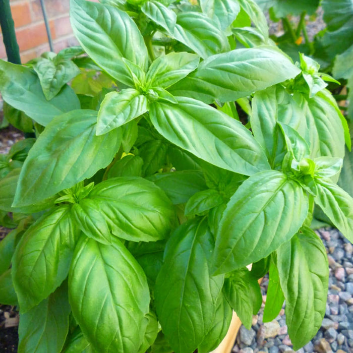 Basil Green_Biocarve