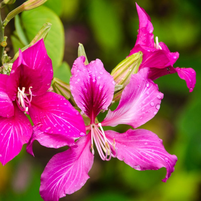 Orchid tree | Bauhinia