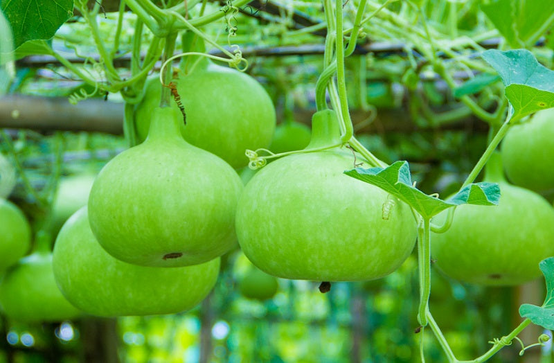 Bottle Gourd Round_Biocarve