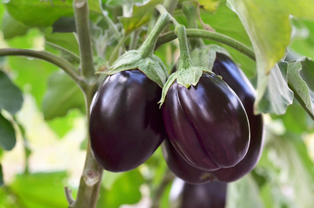 Brinjal Black Beauty_Biocarve