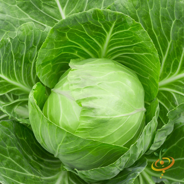 Cabbage Golden Acre_Biocarve