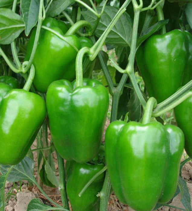 Capsicum Green_Biocarve