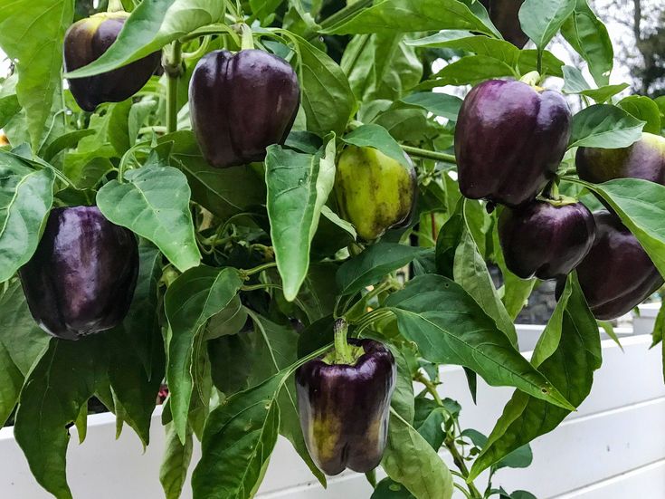 Capsicum Purple_Biocarve