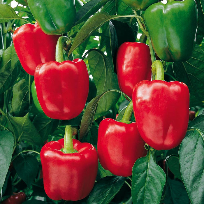 Capsicum Red_Biocarve