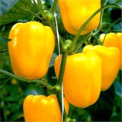 Capsicum Yellow_Biocarve