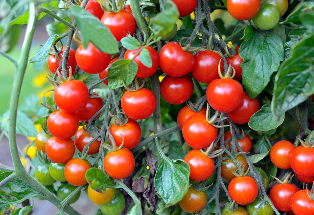 Tomato Cherry_Biocarve