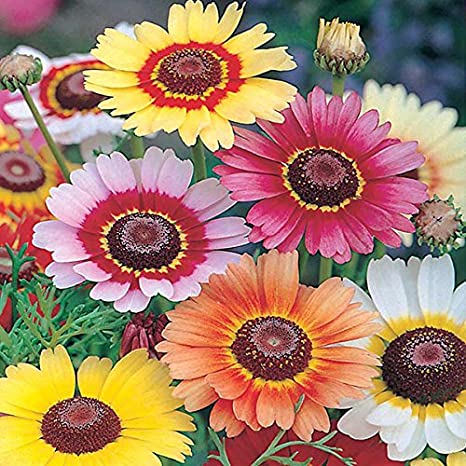 Chrysanthemum Carinatum Mix_Biocarve