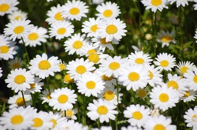 Chrysanthemum Paludosam White_Biocarve