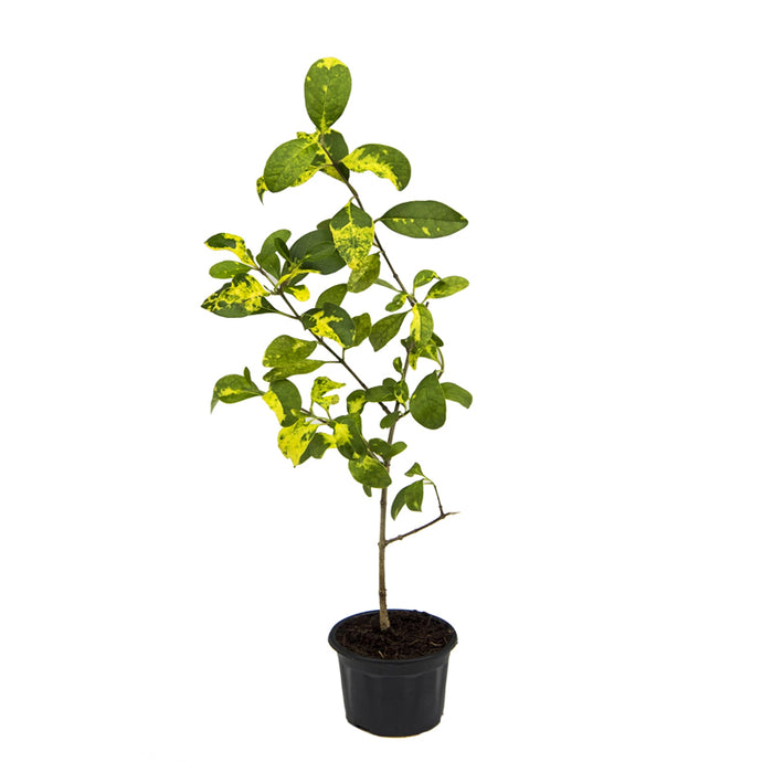 Vanjai | Clerodendron inerme varigated
