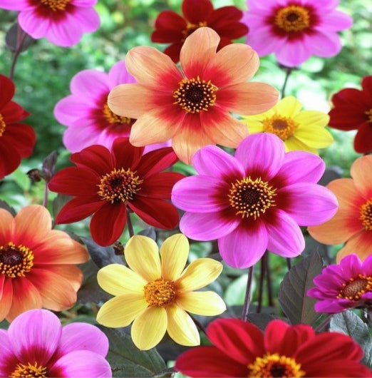 Dahlia Top Star Mix_Biocarve