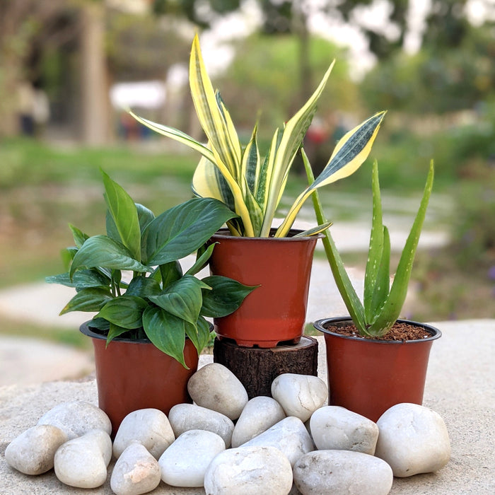 Divine By Design | Peace lily, Aloe Vera, Sansevieria 'Hi - Color'