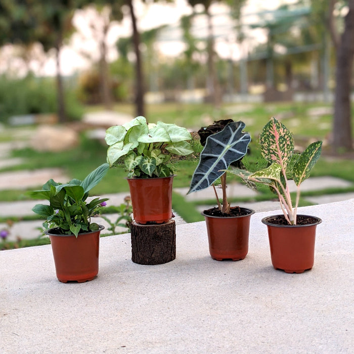 Elegant Air Purifiers | Aglaonema Thai Pink, Alocasia amazonica, Butterfly Syngonium, Peace lily