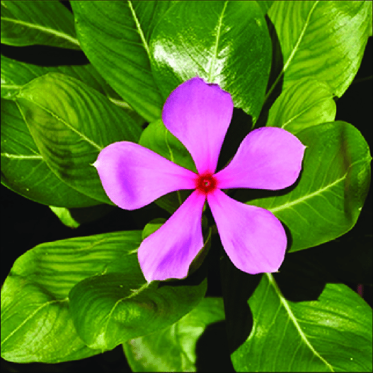 Periwinkle