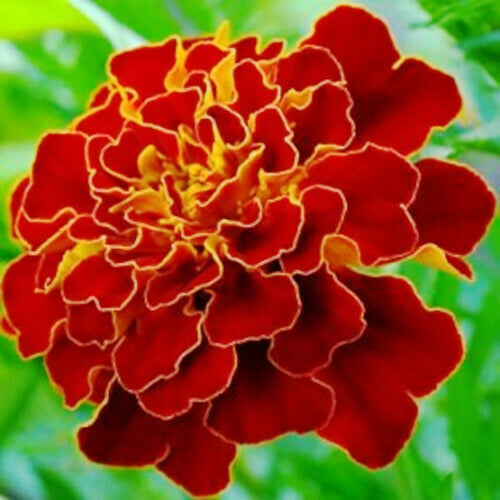 French Marigold Scarlet Red_Biocarve