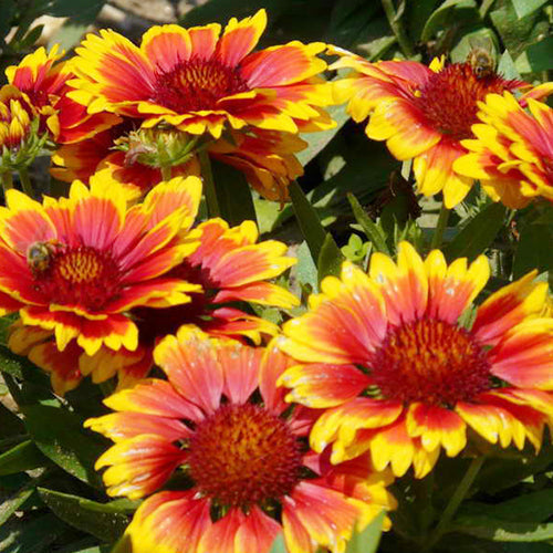 Gaillardia Mix_Biocarve