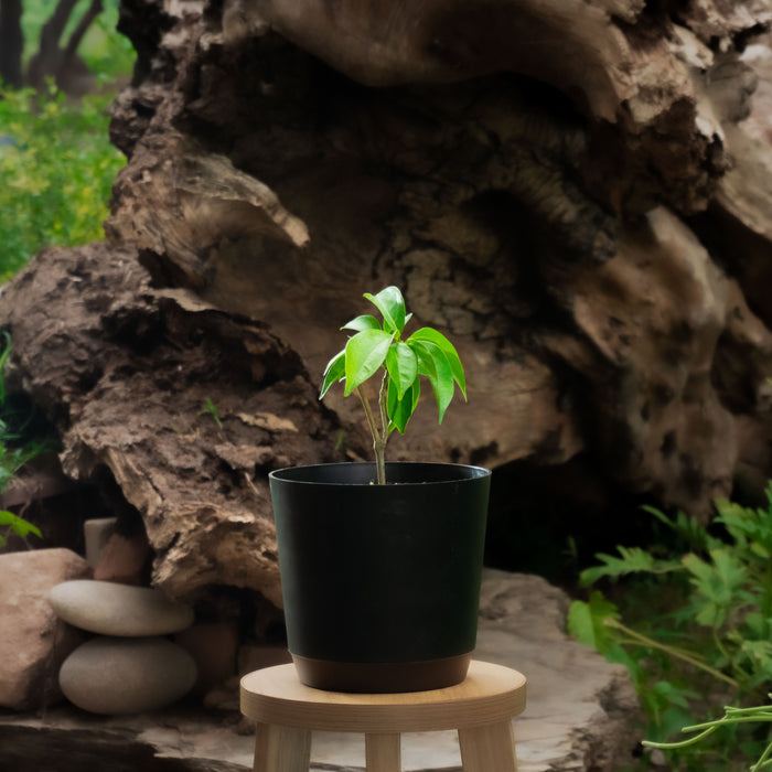 Garlic vine | Mansoa alliacea