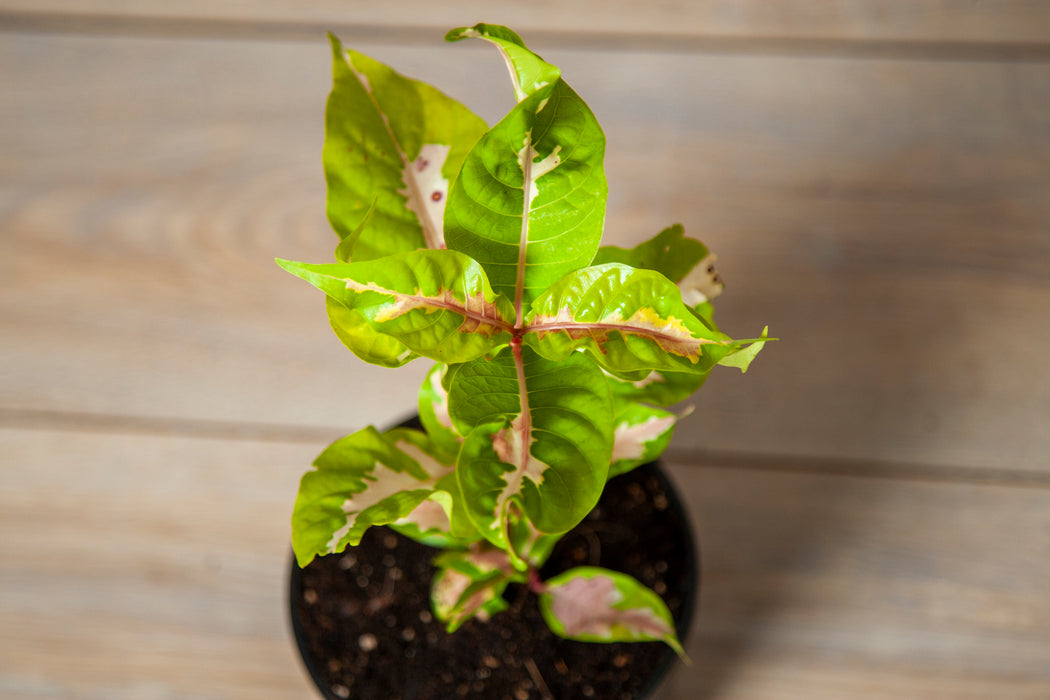 Eranthemum bicolor